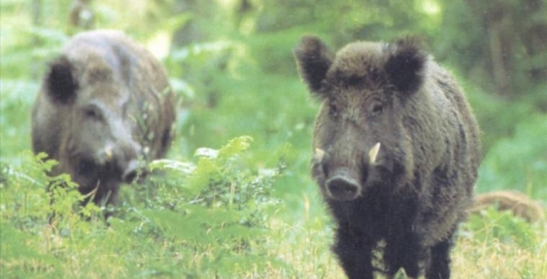 Caccia di selezione Cinghiale